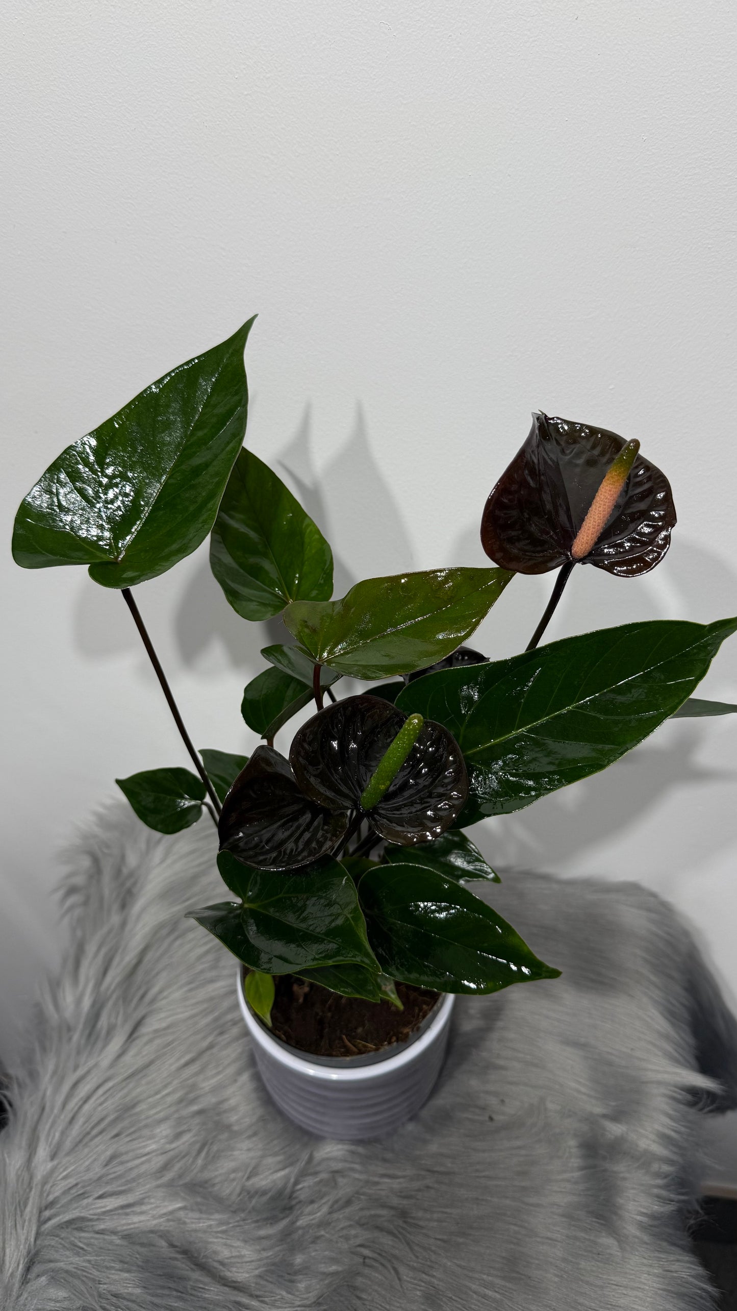 Anthurium Brown/Black
