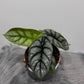 Alocasia Silver Dragon - www.augi-plants.lv