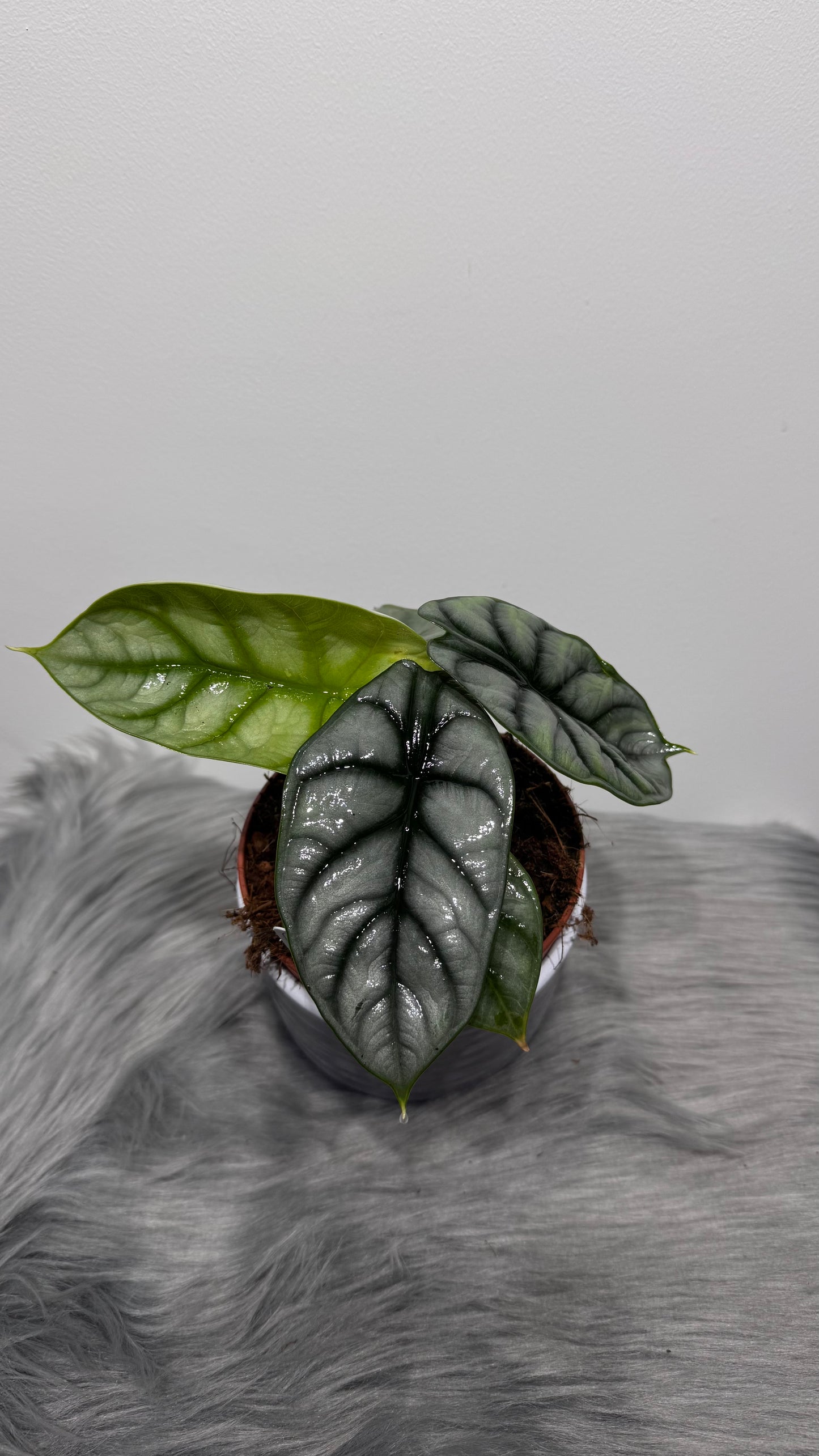 Alocasia Silver Dragon - www.augi-plants.lv