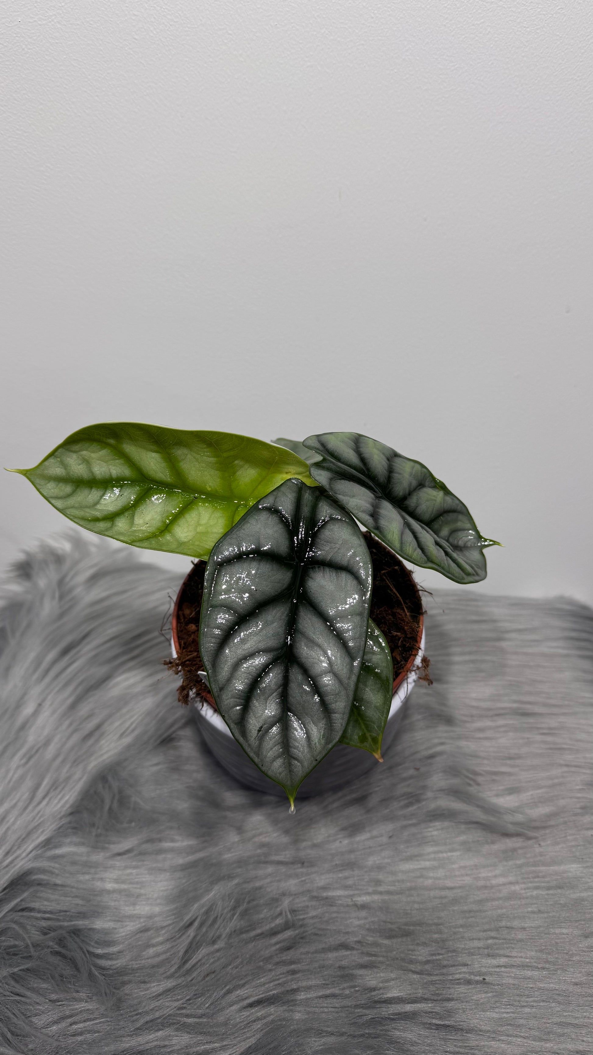 Alocasia Silver Dragon - www.augi-plants.lv