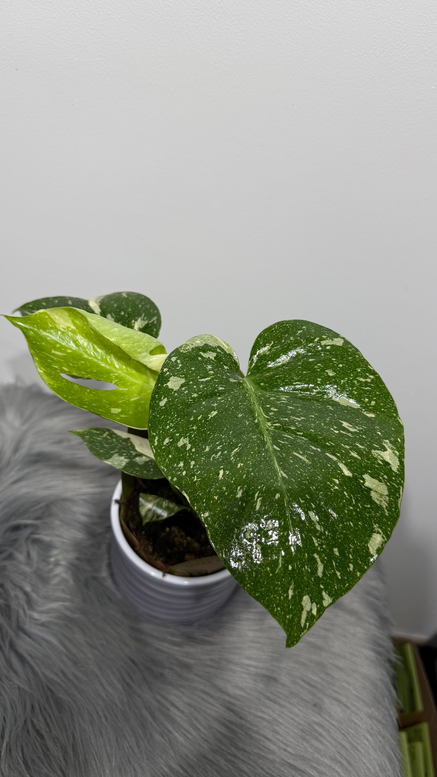 Monstera Thai Constellation