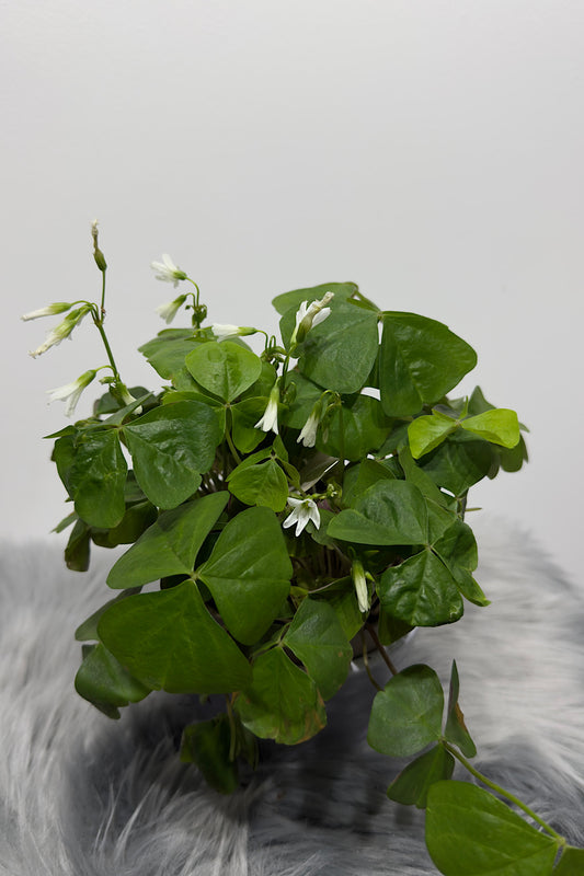 Oxalis green