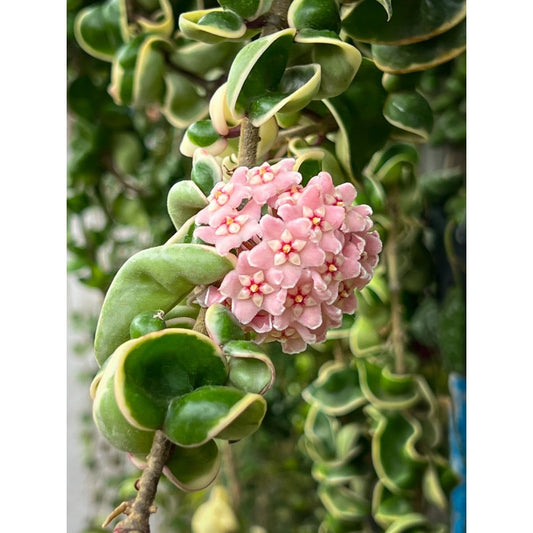 Hoya Compacta variegata