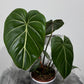 Philodendron Gloriosum
