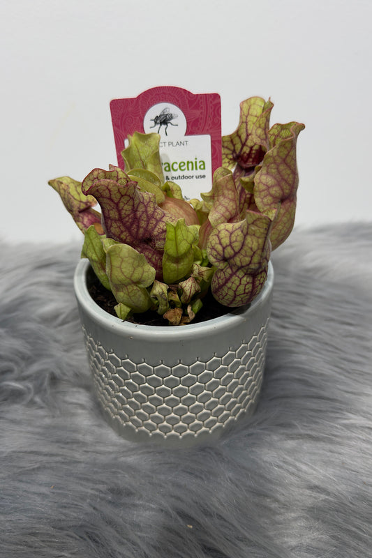 Mušķērājs Sarracenia 1