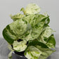 Epipremnum Happy Leaf - www.augi-plants.lv