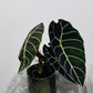 Alocasia