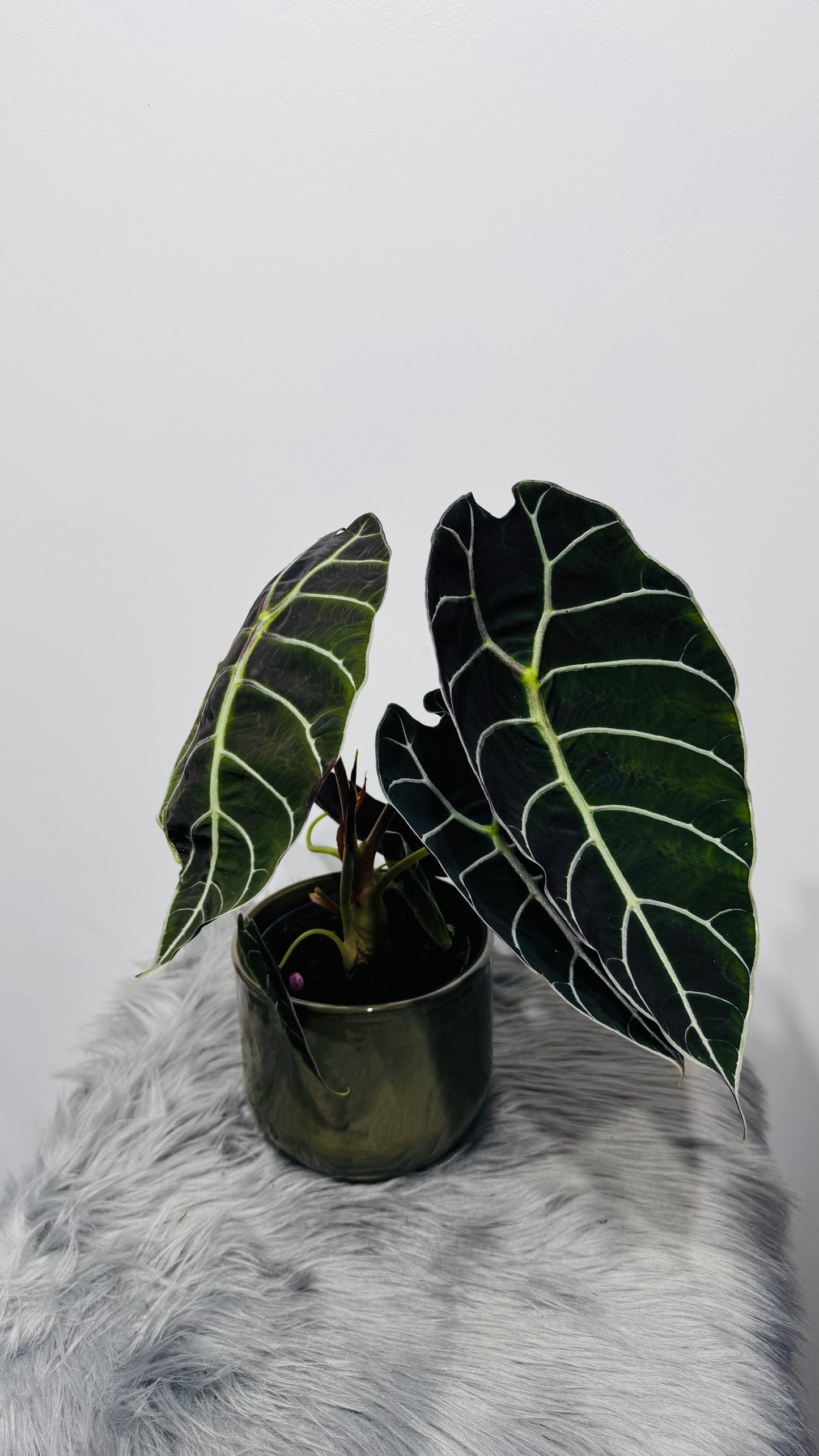 Alocasia