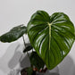 Philodendron McDowell