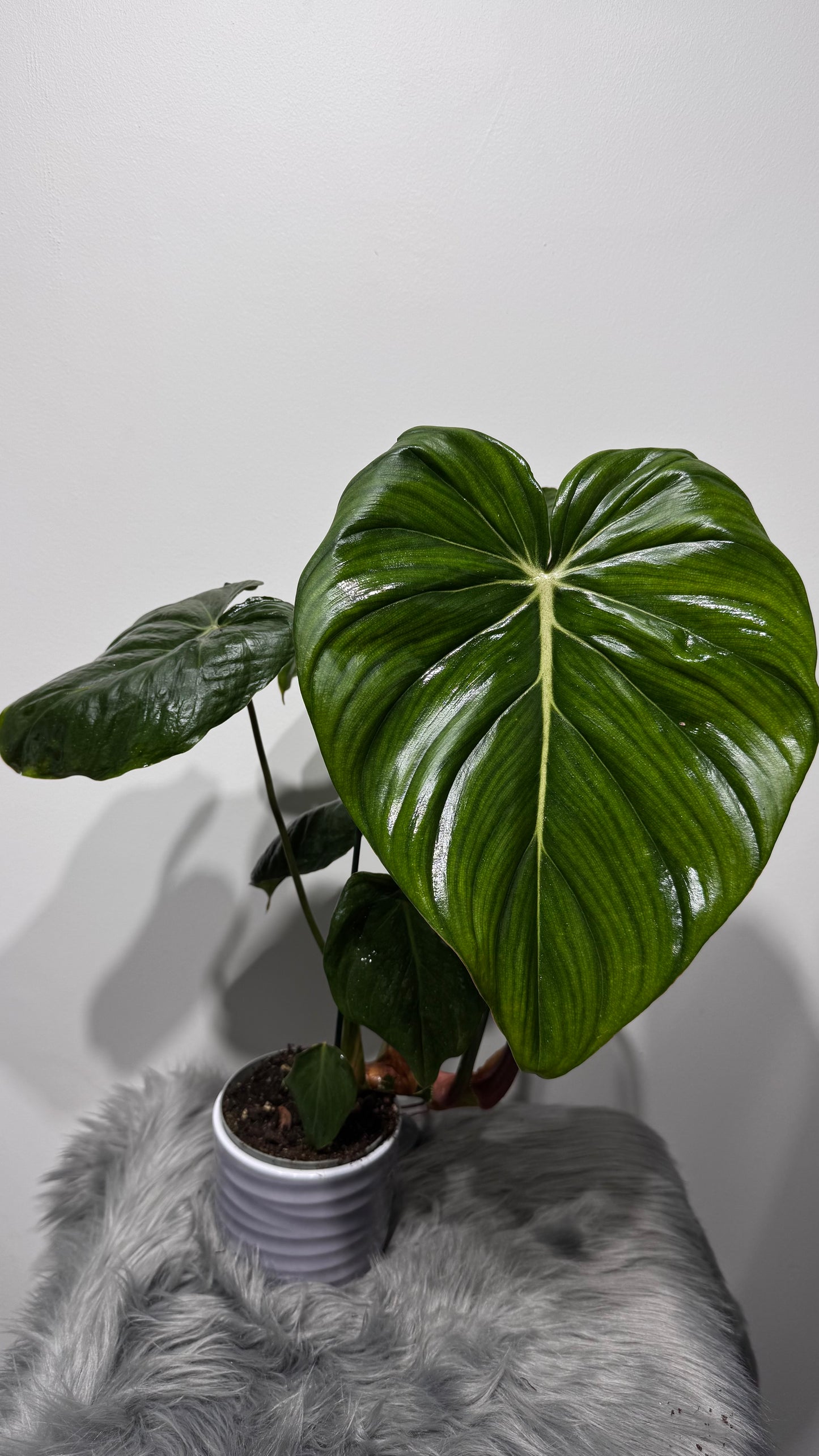 Philodendron McDowell