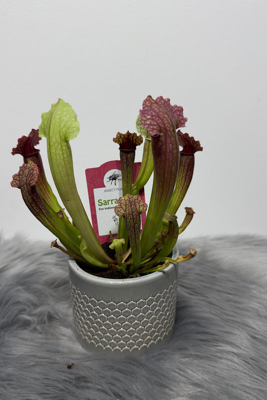 Mušķērājs Sarracenia 2
