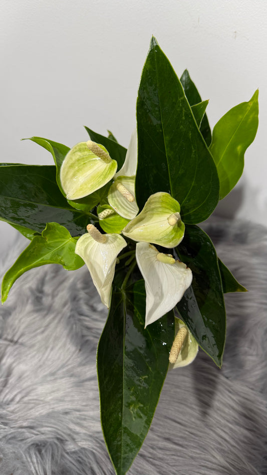Anthurium White