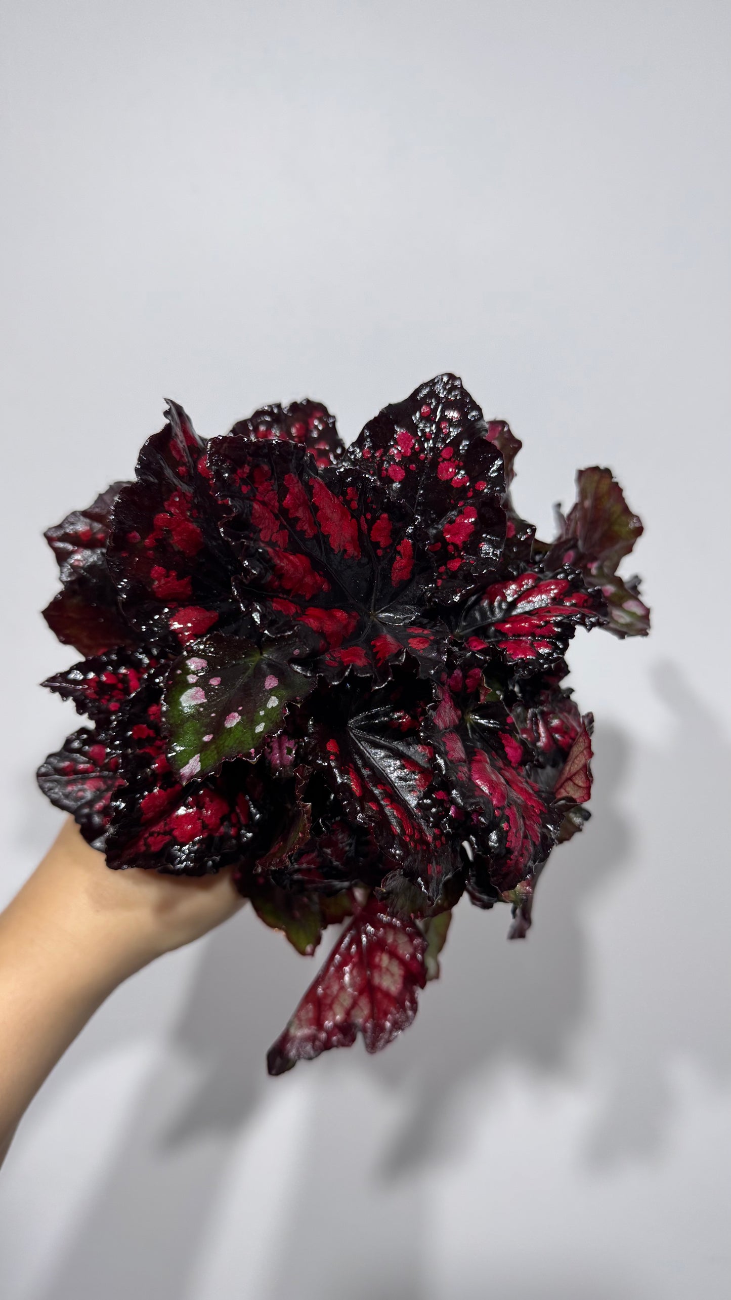 Begonia Rex 4
