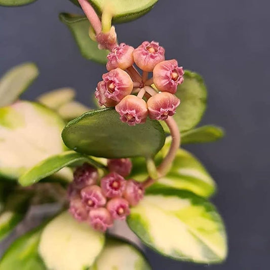 Hoya heuschkeliana Variegata