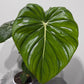 Philodendron McDowell