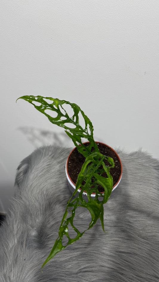 Monstera Obliqua Peru