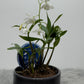 Orhideja Dendrobium Kingeanum SMARŽO! - www.augi-plants.lv