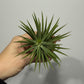 Tillandsia Air plant 6