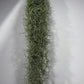 Gaisa augs Tillandsia Usneoides Air plant