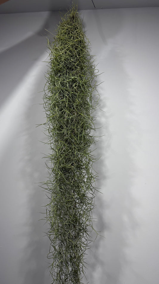 Gaisa augs Tillandsia Usneoides Air plant