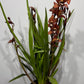 Cymbidium 3