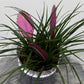 Tillandsia Anita