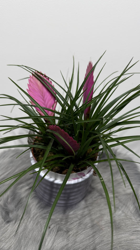 Tillandsia Anita