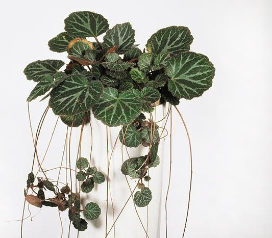 Saxifraga Stolonifera
