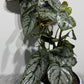 Philodendron Brandtianum