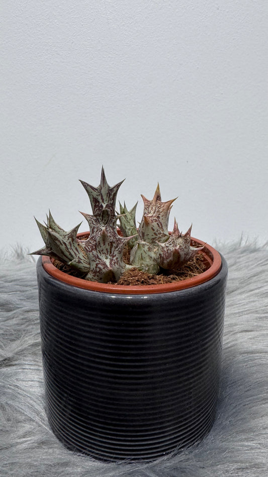 Stapelia 1