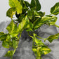 Epipremnum N’Joy Gold