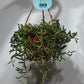 Senecio Purple Flush