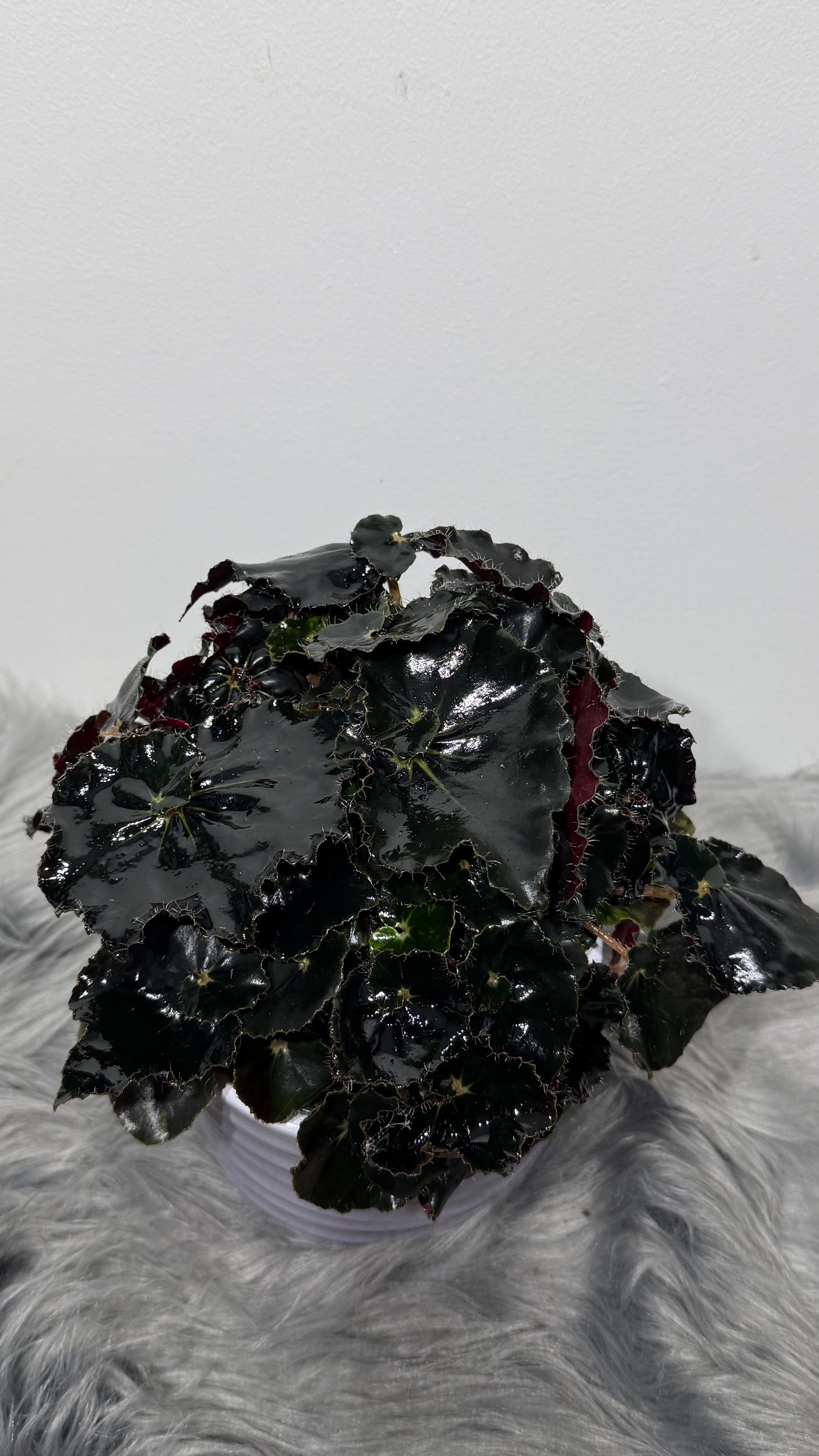 Begonia Dark Mamba