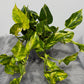 Epipremnum N’Joy Gold