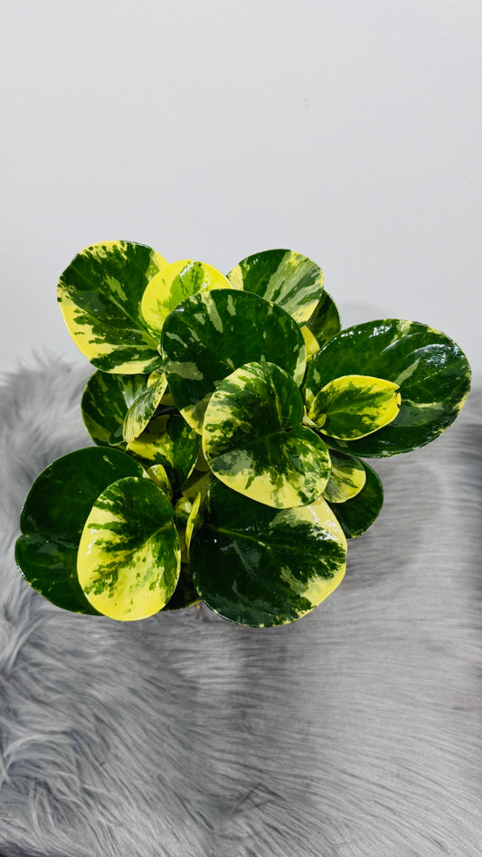 Peperomia 3