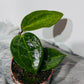 Hoya latifolia Green