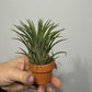 Tillandsia Air plant 6
