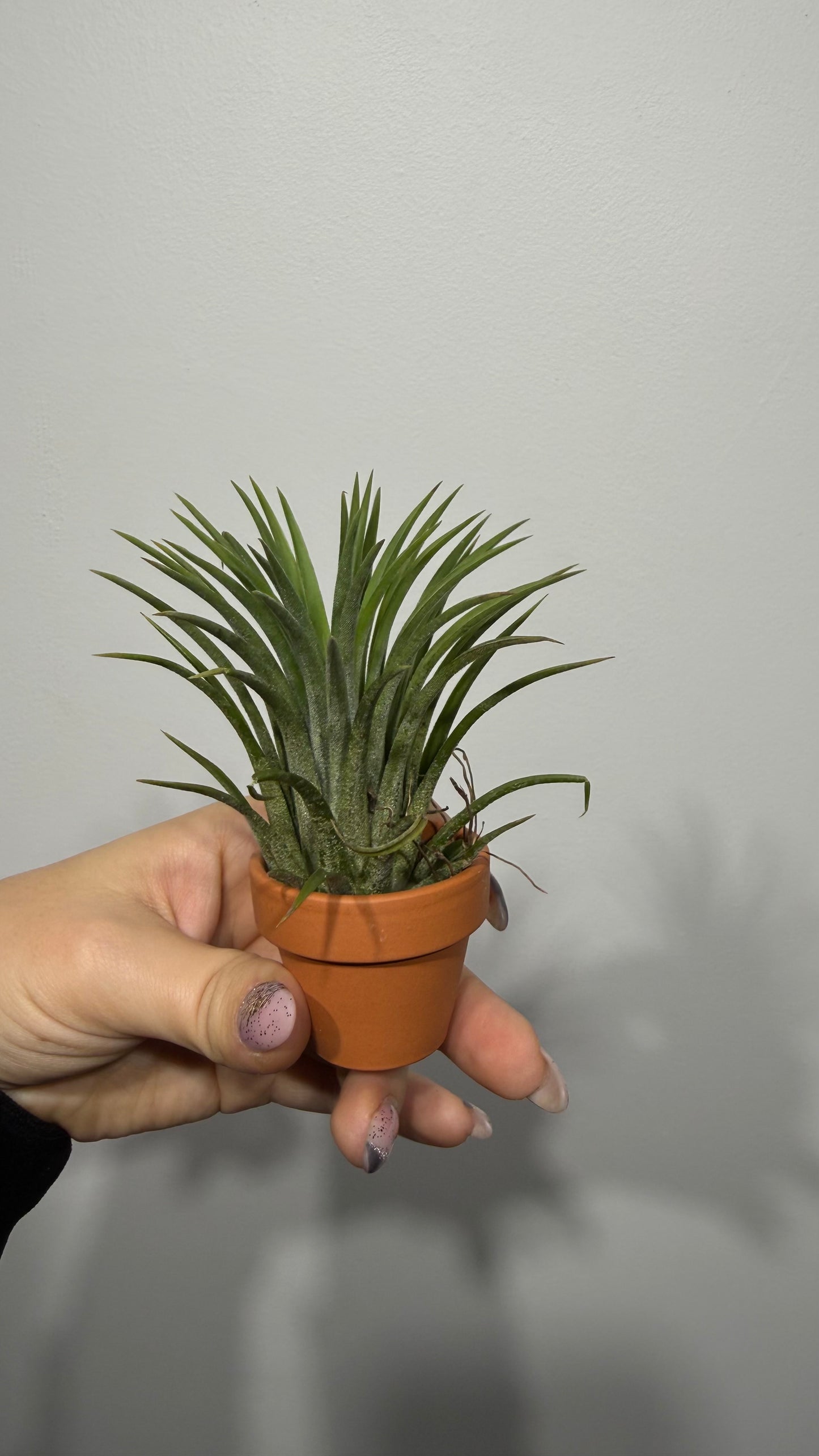 Tillandsia Air plant 6