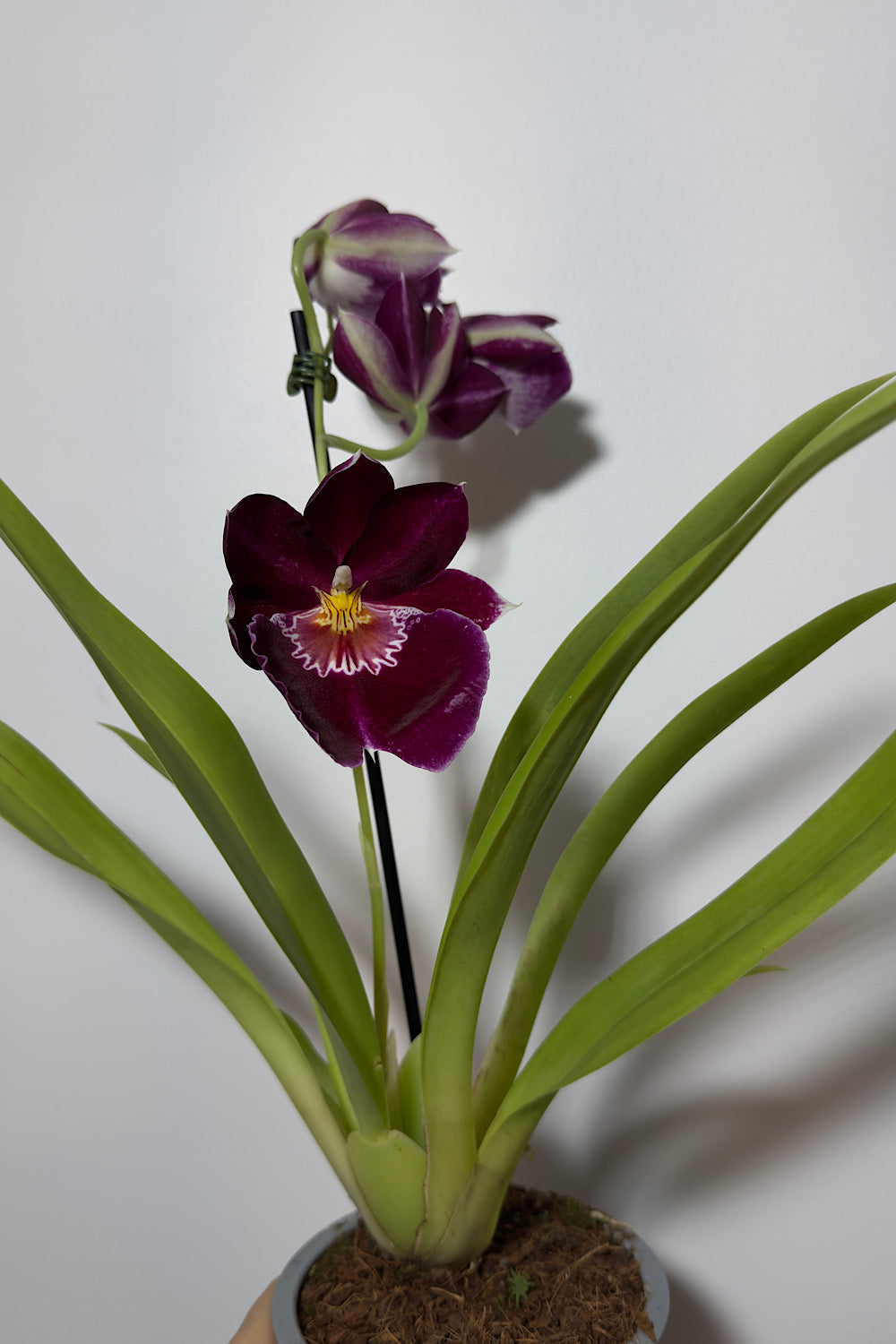 Orhideja Miltoniopsis 2