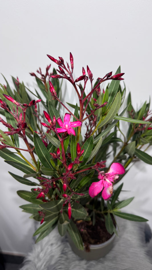 Oleander 2