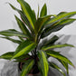 Cordyline 2