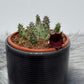 Stapelia 2