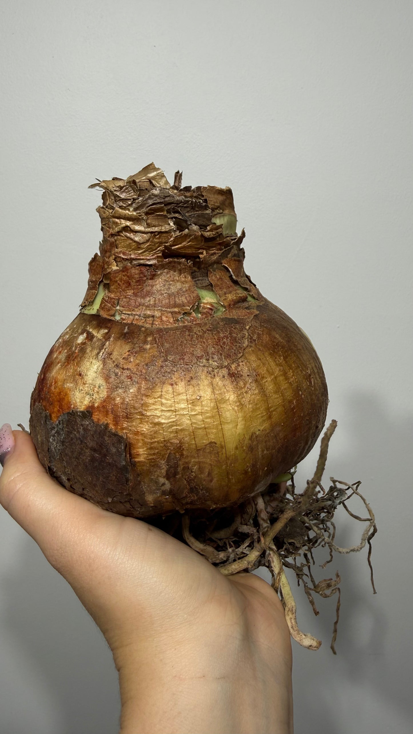 Hippeastrum Apple Blossom