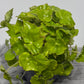 Begonia Beleaf 9
