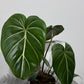 Philodendron Gloriosum