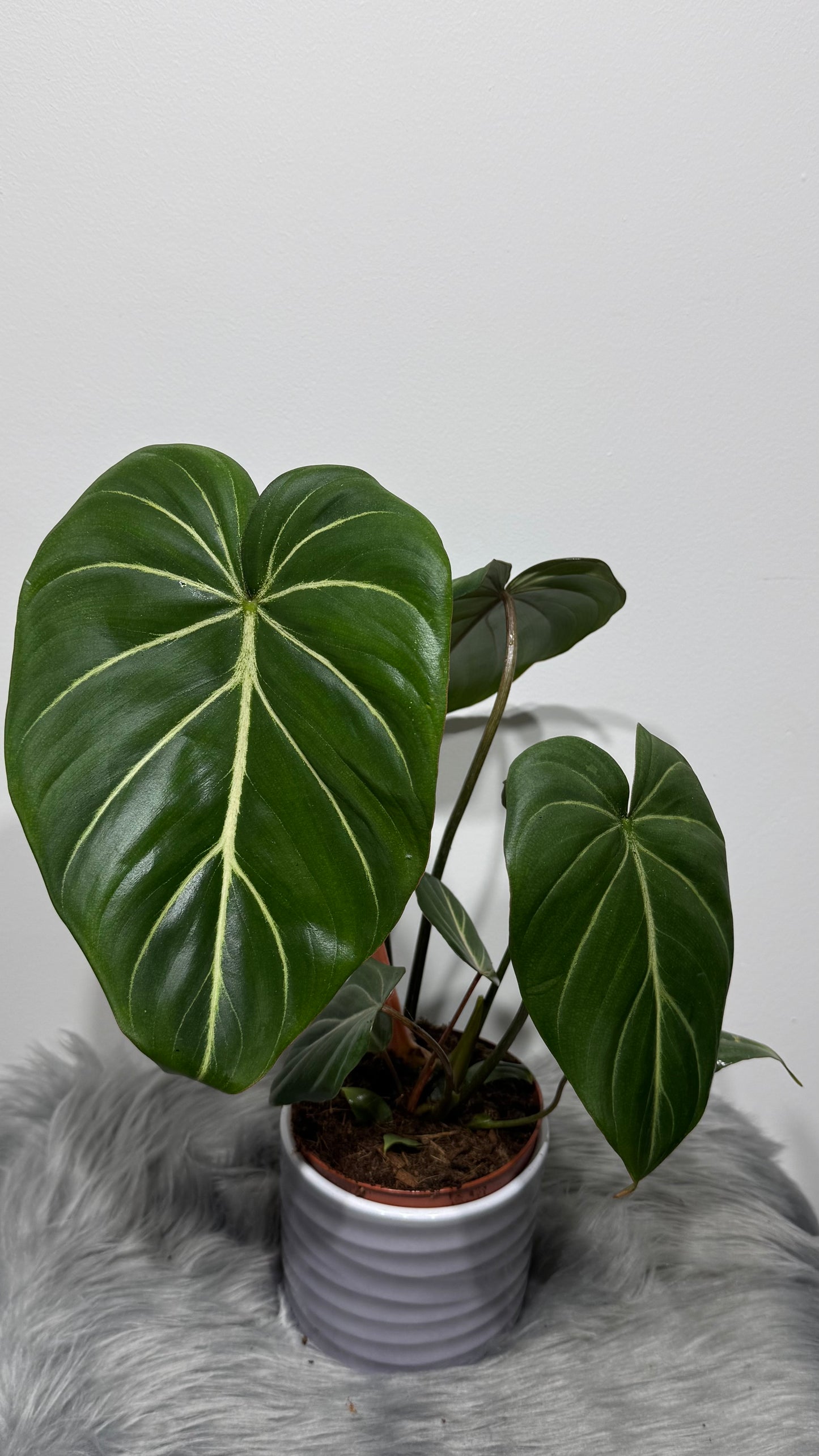 Philodendron Gloriosum