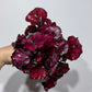 Begonia Rex 3