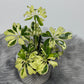 Schefflera Janine