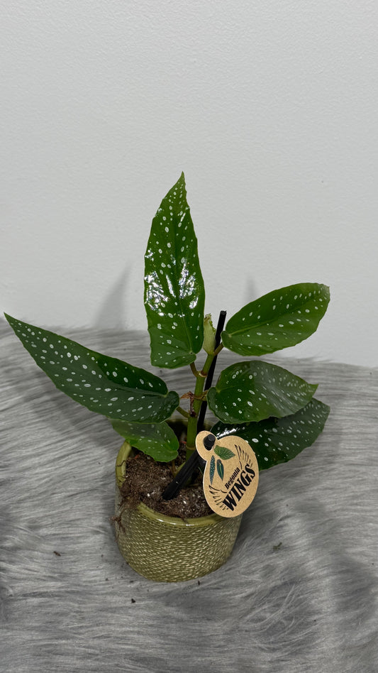 Begonia Angel Wings 3