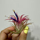 Tillandsia Air plant 4